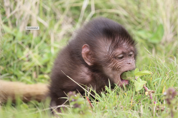Baby geladas and the microbiome
