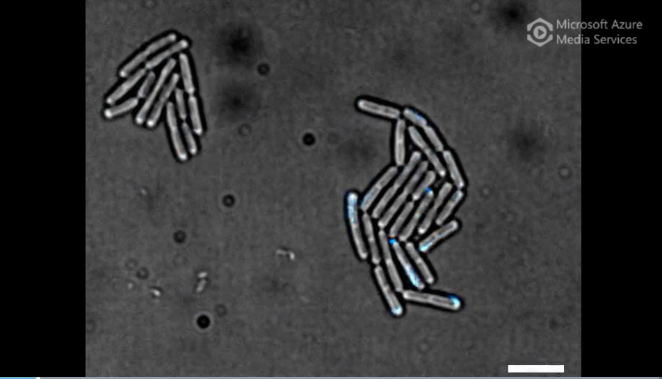 Bacteria Communicate Like Us – and We Could Use This to Help Address Antibiotic Resistance