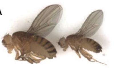 'Diabetic Flies' Are 'Not Fine' But Survive