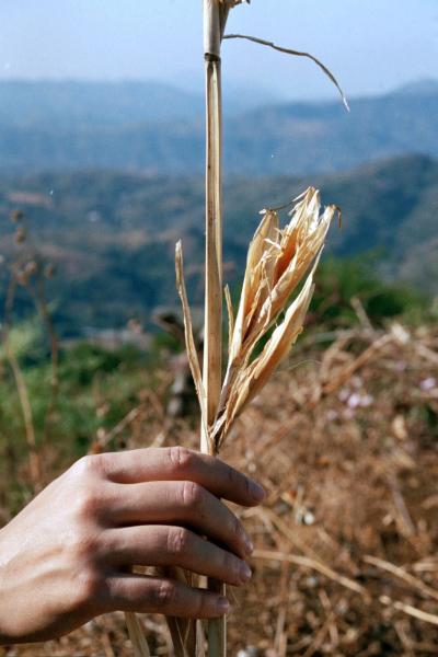 Balsas teosinte