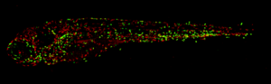 Zebrafish embryo with a mutation in SHP2