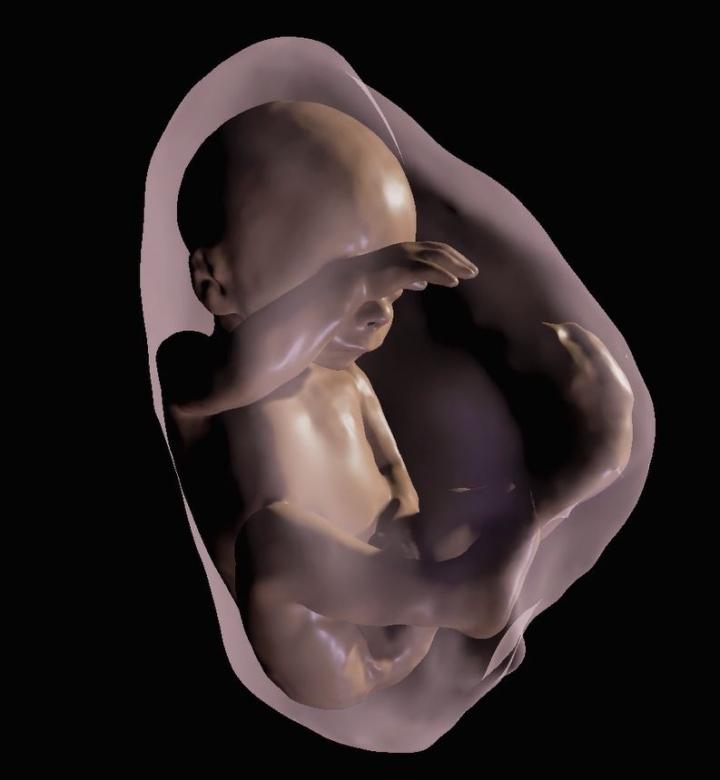 3-D Virtual 26 Weeks Model