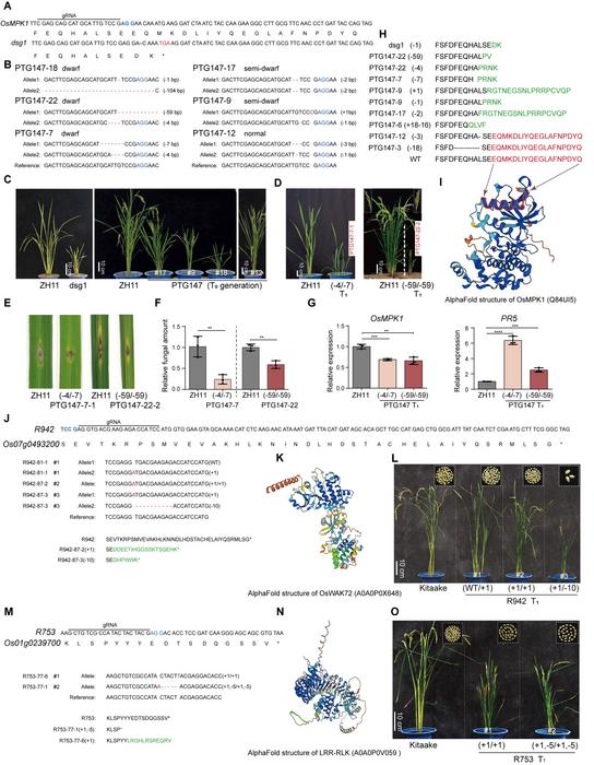 Targeted editing of the C-terminal sequences of OsMPK1, WAK R942, and the LRR-RLK R753.