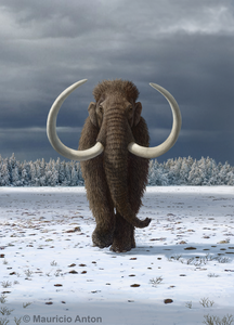 Woolly mammoth