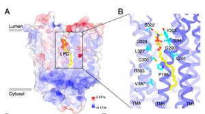 Translocation pathway and substrate binding site of SPNS1