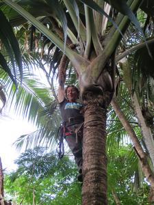 Lodoicea inflorescence