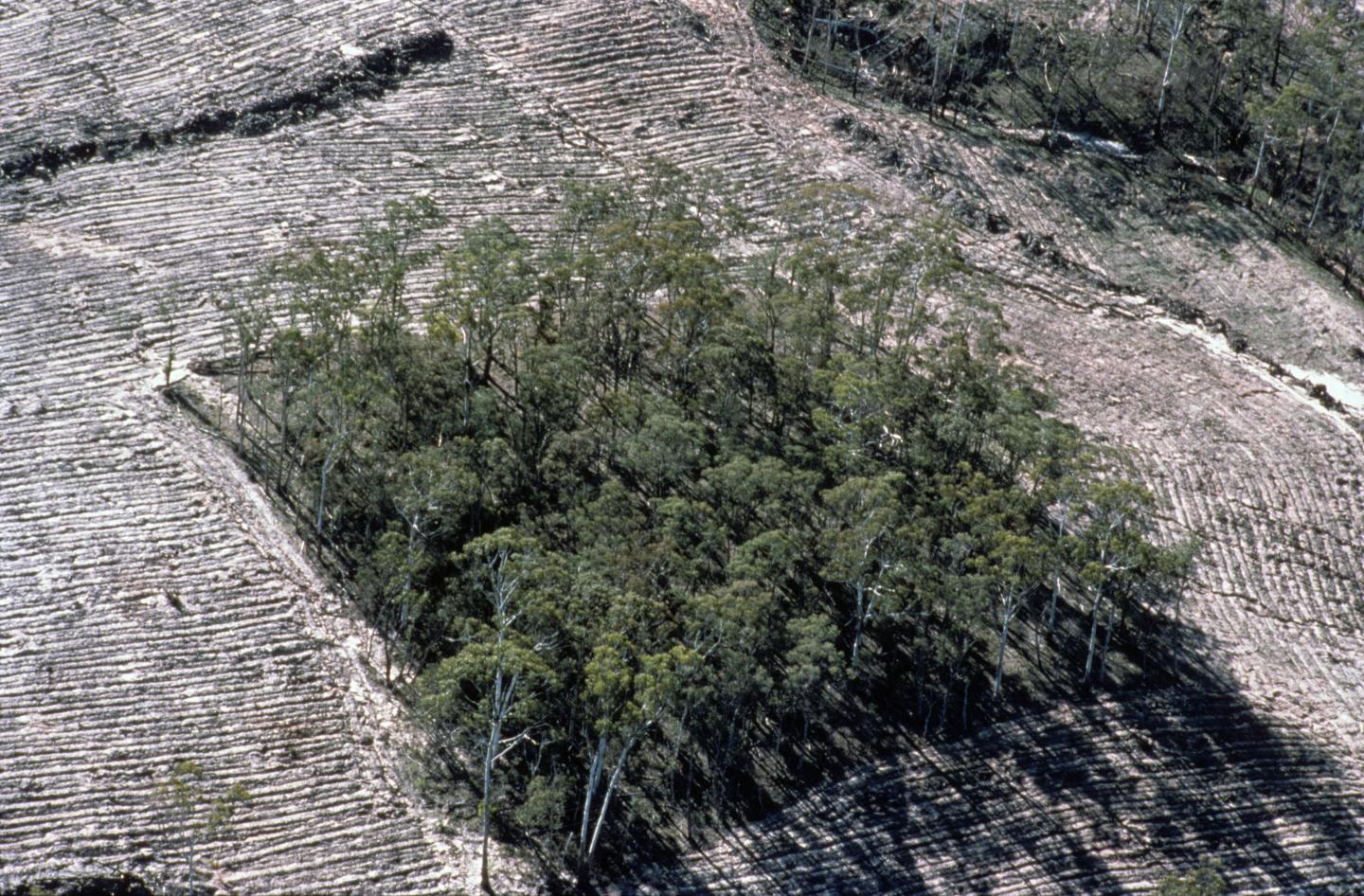 Wog Wog Fragmentation