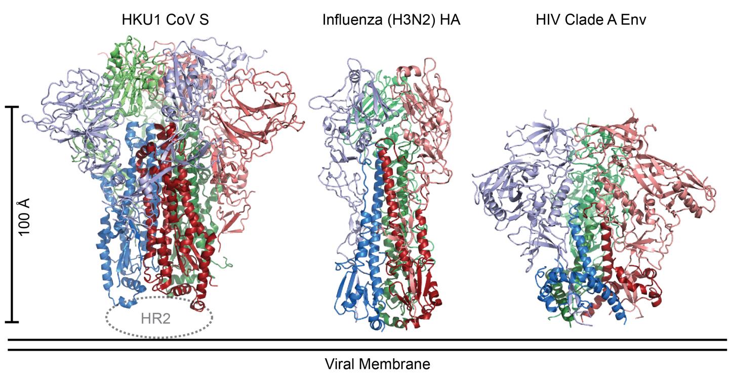 Coronavirus Spike Compared with Structures on HIV and Influenza Virus