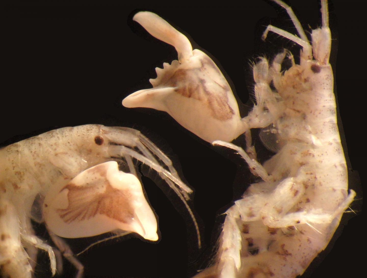 Amphipods