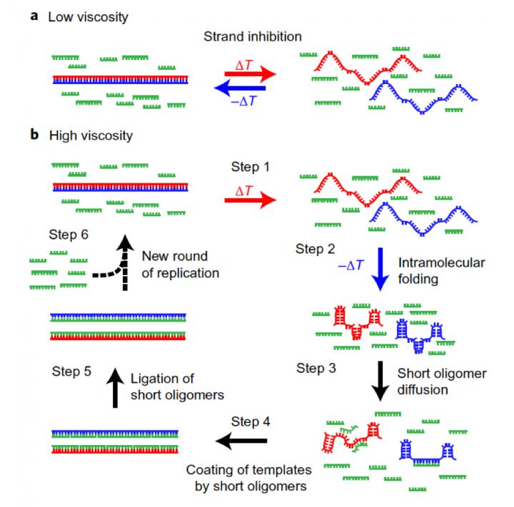 Viscosity Promotes Genetic Self-Copying Process