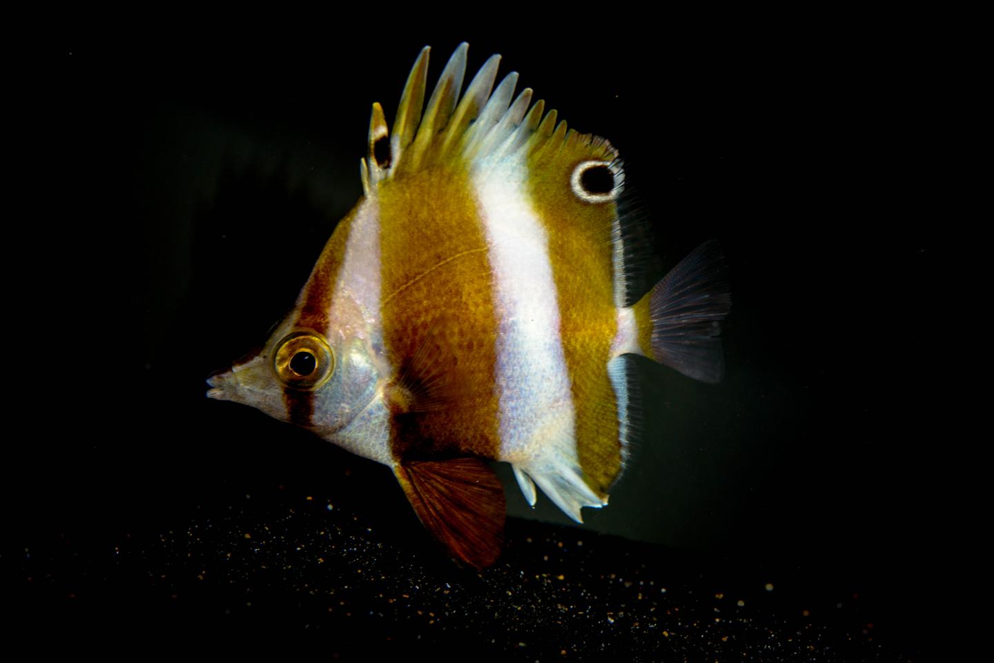 <i>Roa Rumsfeldi</i> is the Fifth Species of Known Roa