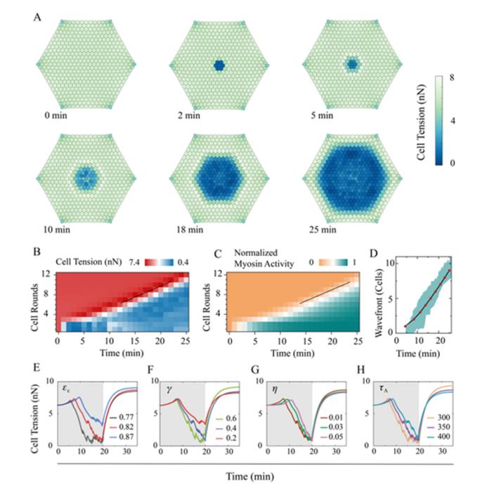 plastic contraction wave