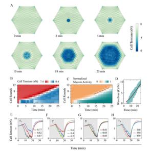 plastic contraction wave