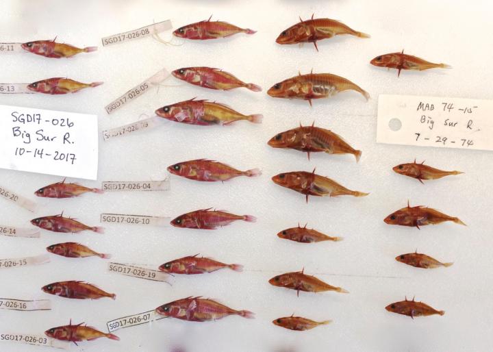 Stickleback Specimens