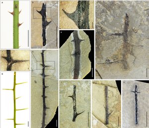 Morphotypes of spiny fossils from the Eocene sediments of the central Tibetan Plateau