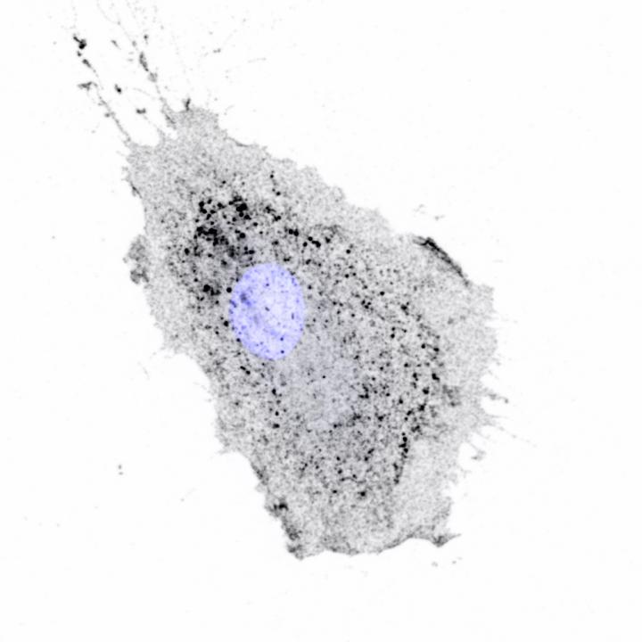 Integrins being moved inside a migrating cell