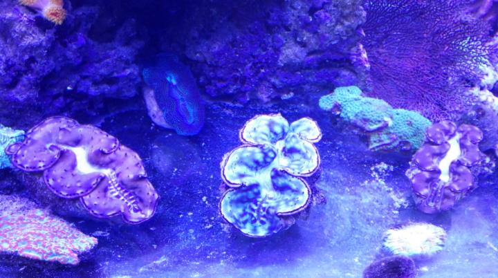 Giant Clam shells (alive)