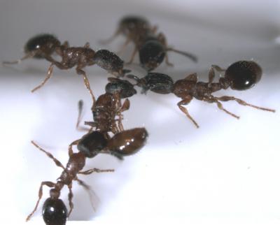 Ants