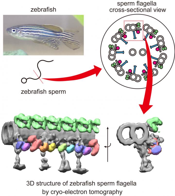 Sperm Structure