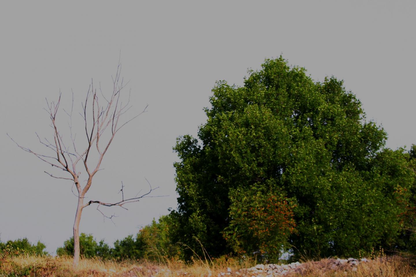 Within the ClimXtreme Project, Researchers Analyze Potential Causes of Hot Spells