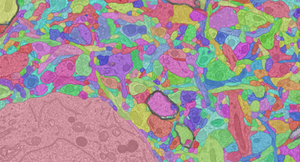 A high-resolution electron microscopy, segmentation and morphological reconstruction of cortical circuits within the visual cortex of a mouse.