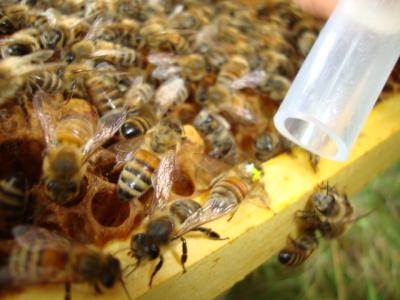 Honey Bee Colony Diversity