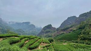 Fujian Tea Mountain