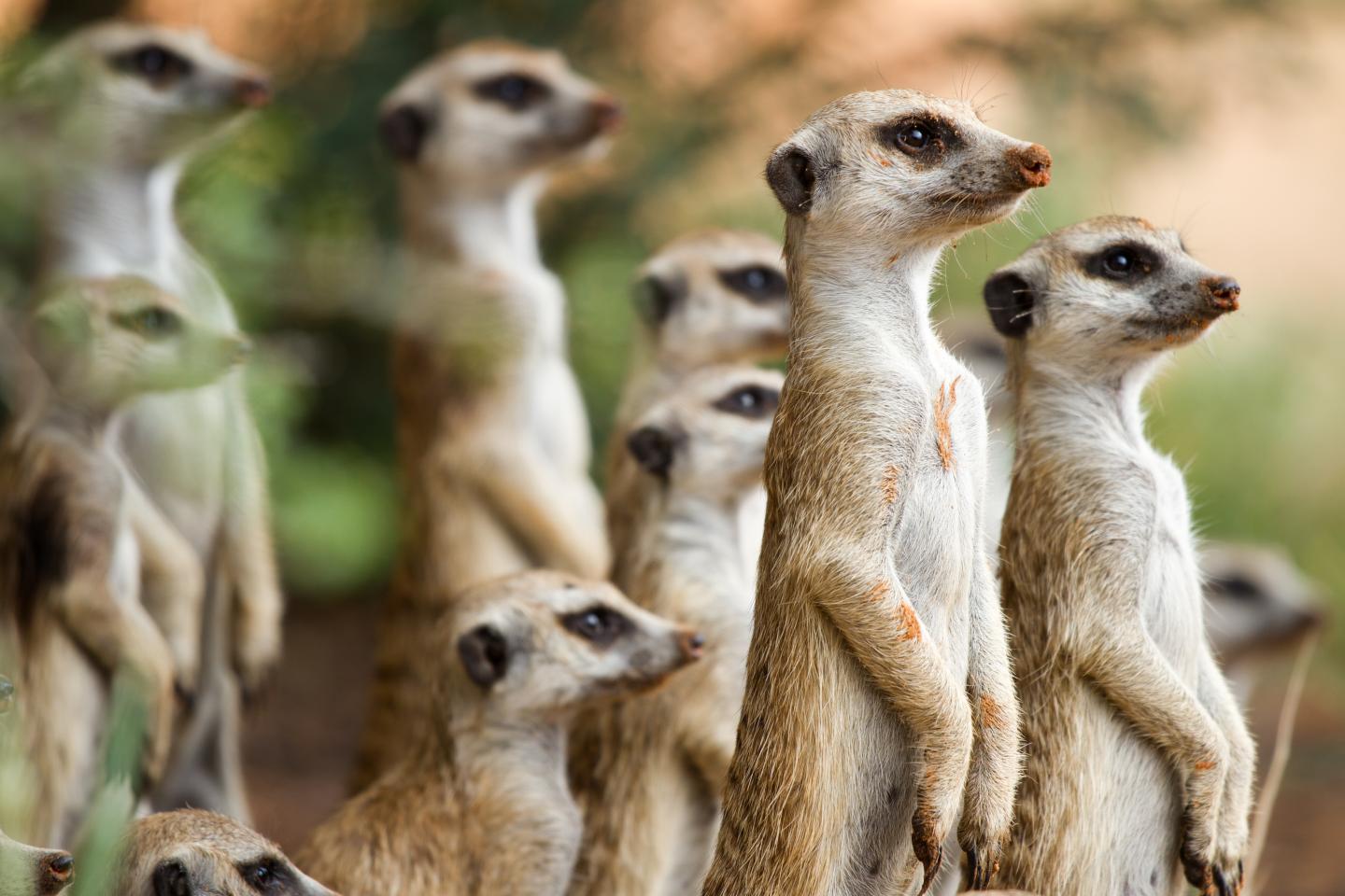 When It Comes to a Meerkat's Resilience to Climate Change, Timing Matters (4 of 10)