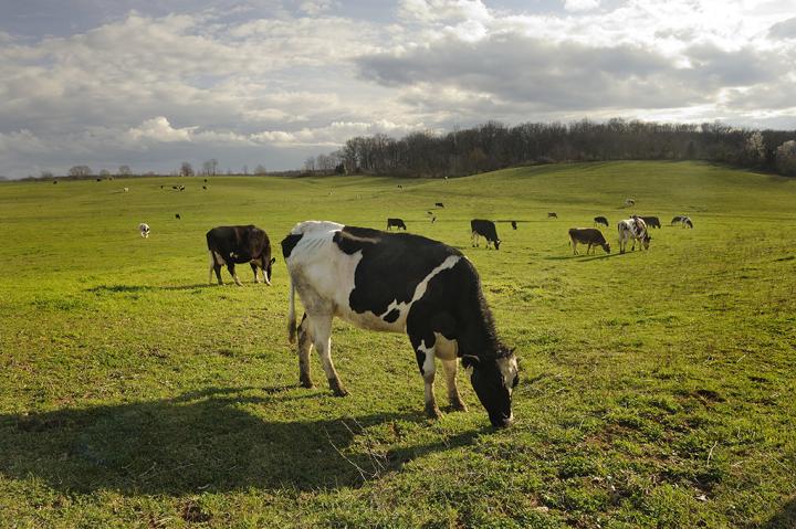 Cattle, Antibiotics, and Soil Microbes