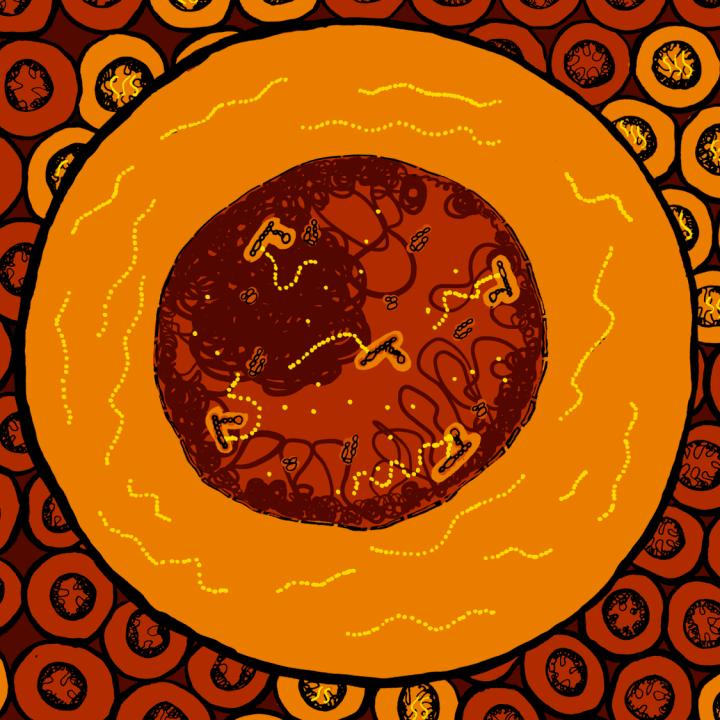 Reshaping the Nucleus after Mitosis