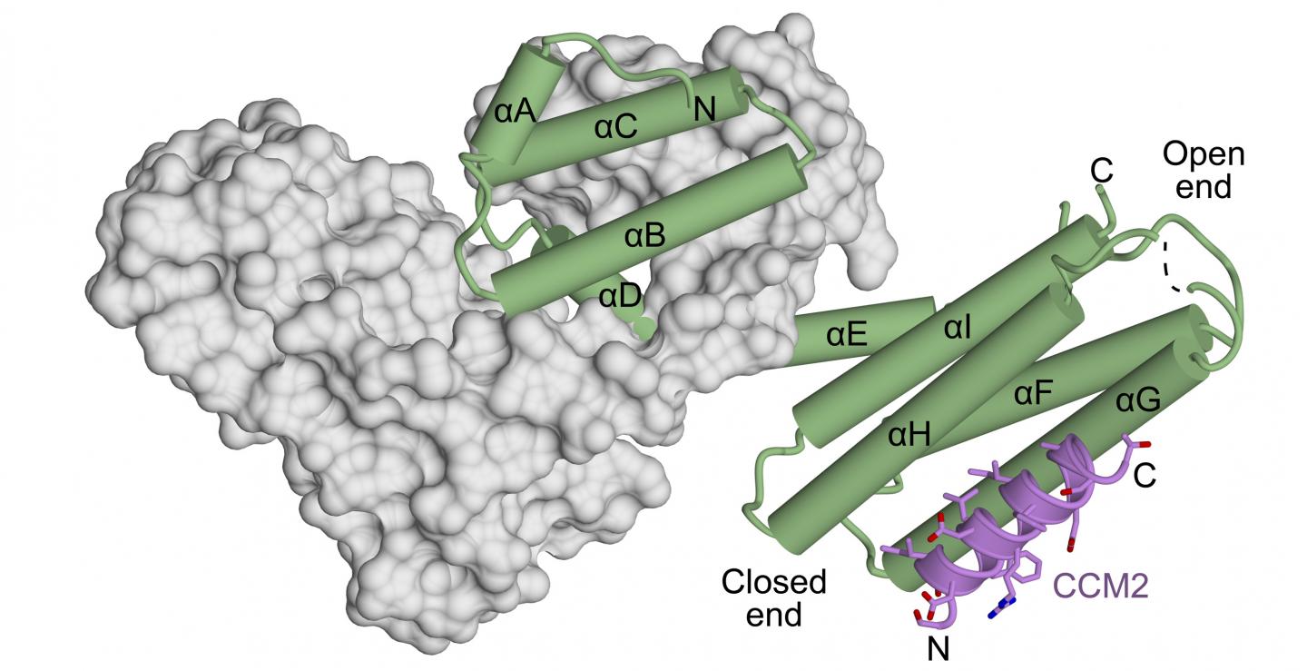 Protein Interaction in CCM Disease