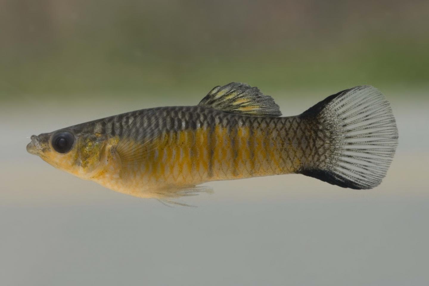 A Male <em>Poecilia vivipara</em> Guppy, Brazil