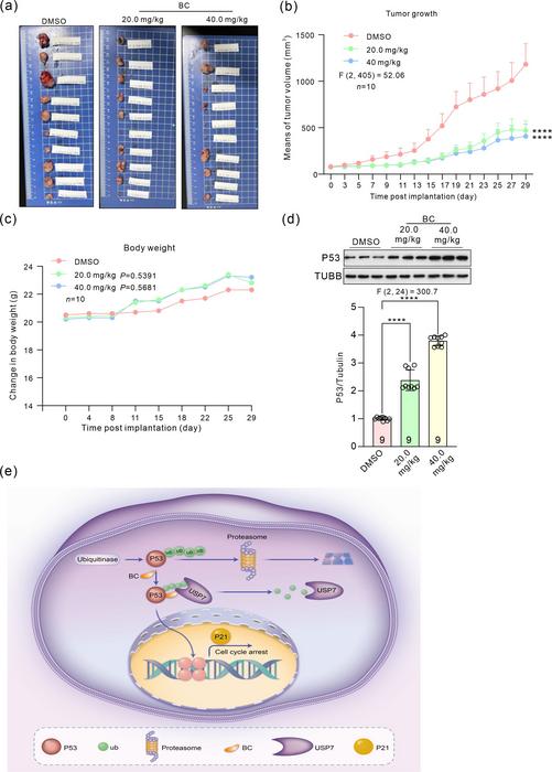 Anti-tumor effects of molecular glue BC and the diagram of its mechanism