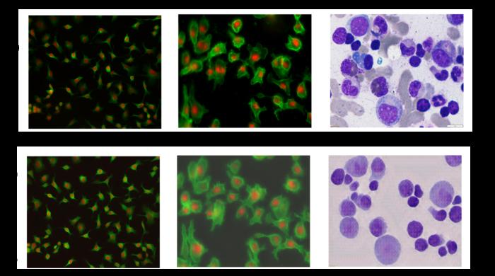 Real and 'synthetic' cell images.