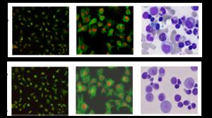 Real and 'synthetic' cell images.