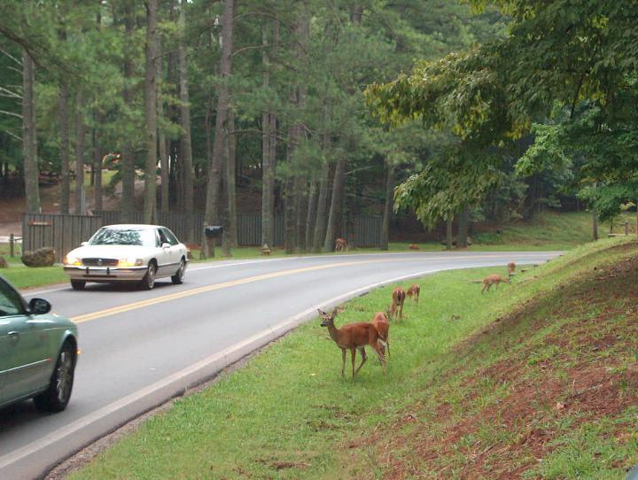 Deer Next to Road
