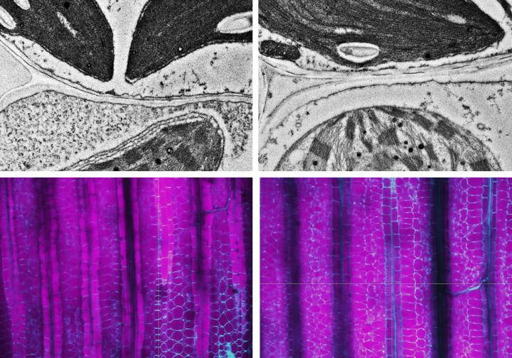 Mystery of C4 photosynthesis solved