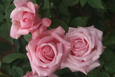 Select Roses Survive with Minimal Care