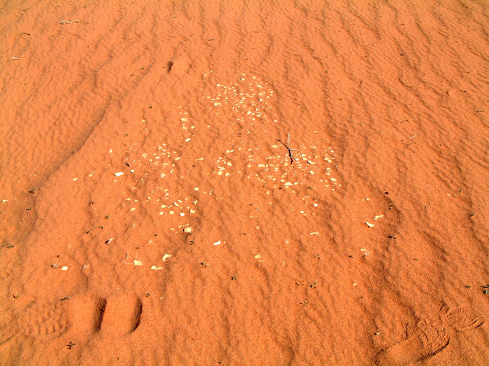 Eggshell fragments [IMAGE] EurekAlert! Science News Releases