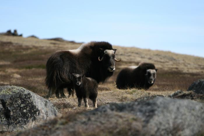 Muskoxen with calves