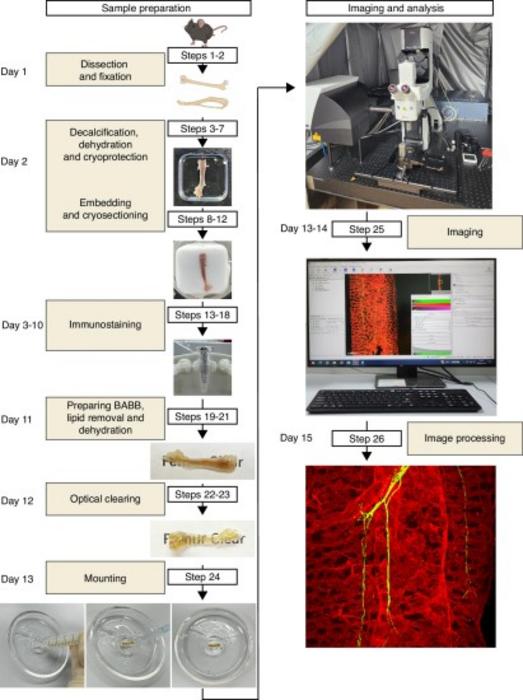 Workflow of the optimized deep imaging protocol for optically cleared skeletal tissue.