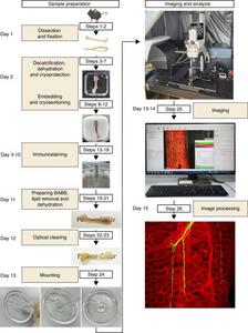 Workflow of the optimized deep imaging protocol for optically cleared skeletal tissue.