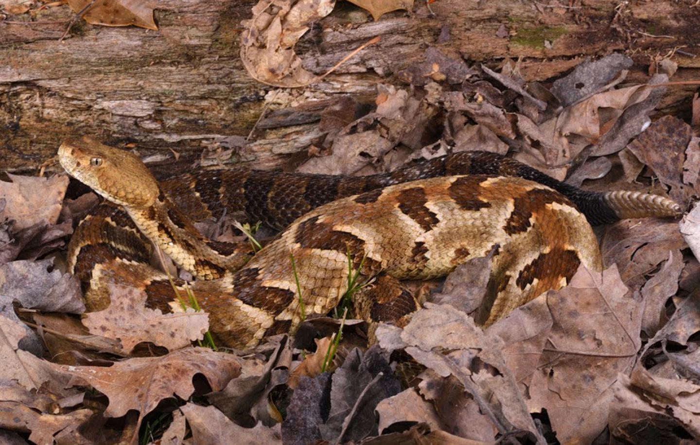 Timber Rattlesnake