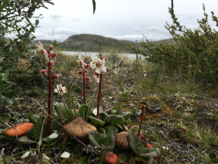 Arctic winter greenery near shrubs