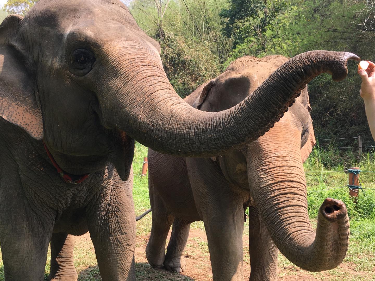 An Elephant (Or Elephants) at the Golden Triangle Asian Elephant Foundation in Chiang Rai, Thailand