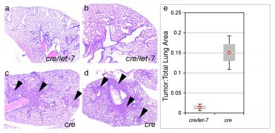 let-7 miRNA and Reduced Lung Tumor Load