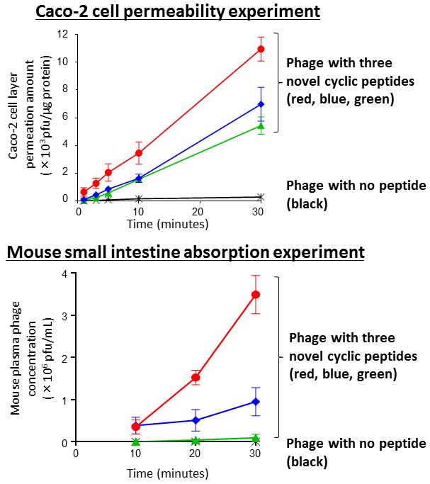 Facilitation of Phage Permeability and Absorption Experiments