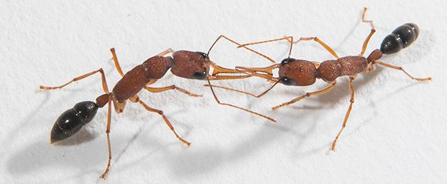 Indian Jumping Ants