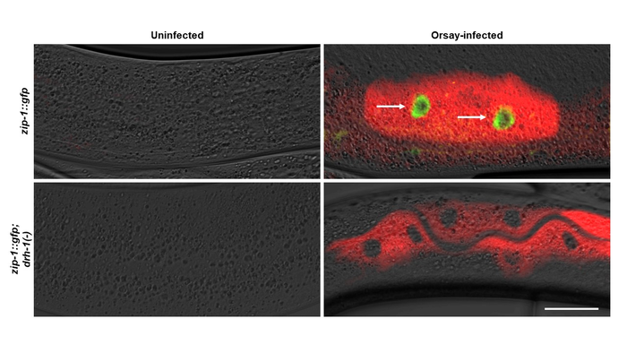 Infected intestinal cells