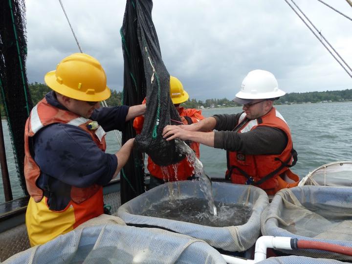 Survey in Puget Sound